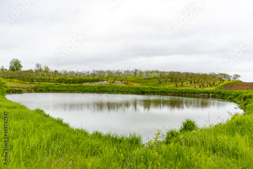 Apple Orchard Landscape with a Pond