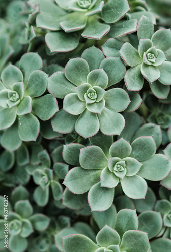 Succulent Green Close Up Background © Natsuki