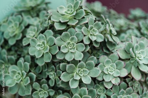 Succulent Green Close Up Background