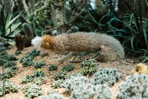 Weird Looking Cactus Plant that look like male's reproductive organ analogy