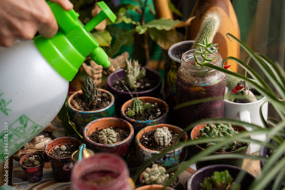Man watering small plants at home Man watering small plants at home
