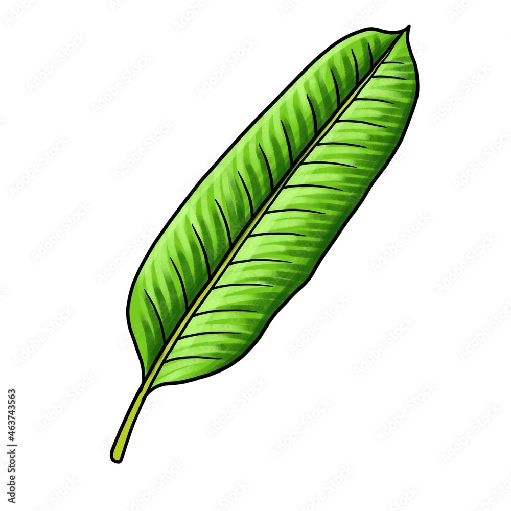 Fototapeta premium drawing leaf of banana isolated at white background, hand drawn illustration
