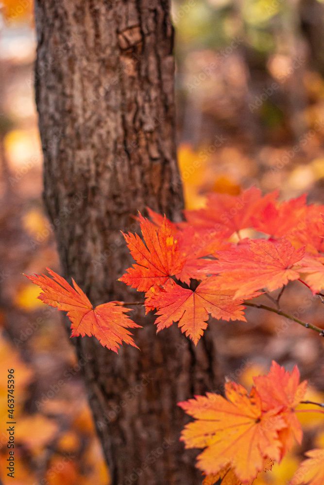 Maple leaves on a tree in autumn time Maple leaves on a tree in autumn time