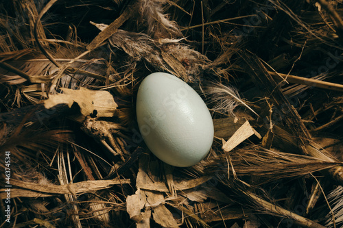 Wild bird nest photo