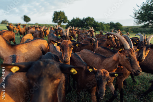 Livestock, goats photo