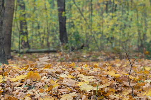 fallen maple leaves in forest