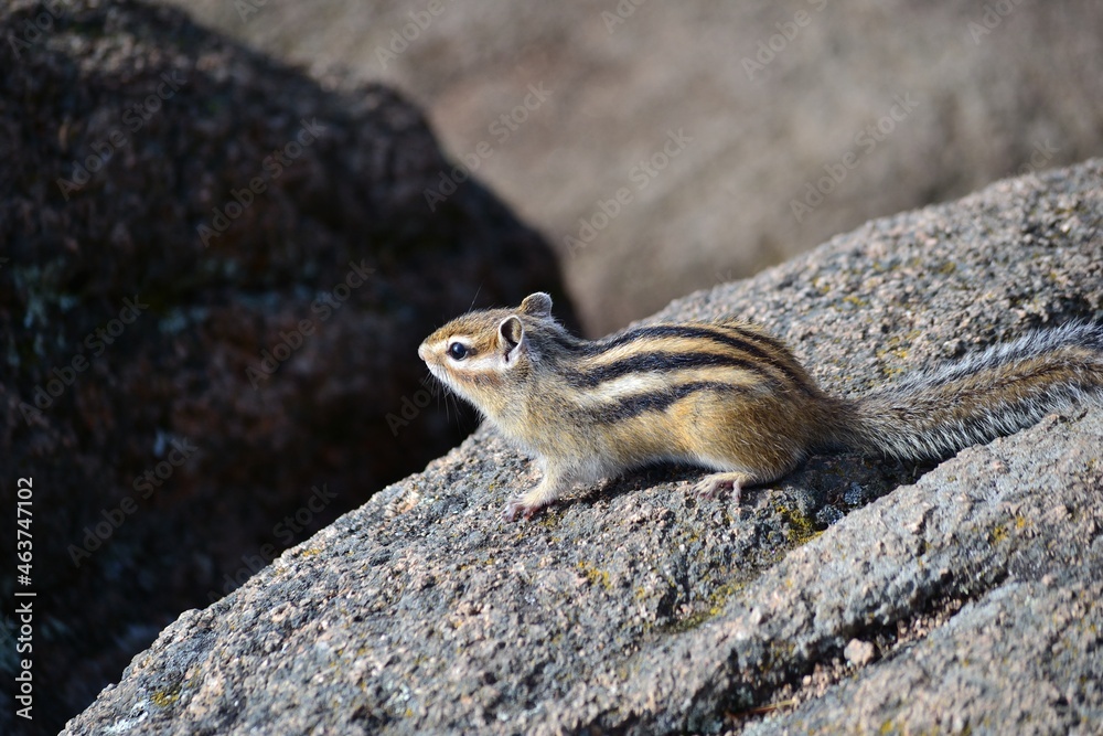 chipmunk chipmunk