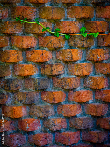 brick wall with ivy photo