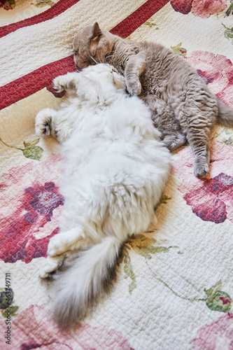 Two British cats, long haired and short haired, lick each other on the bed