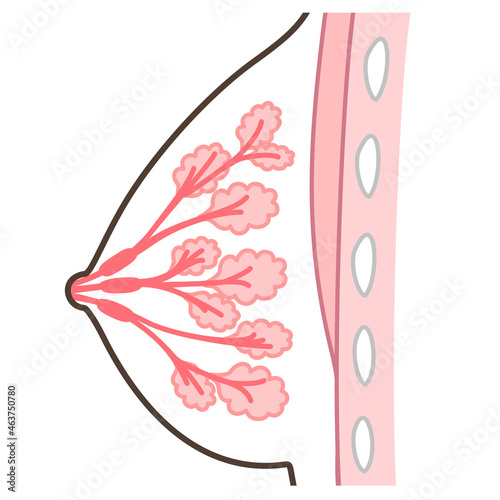 乳腺の構造のイラスト