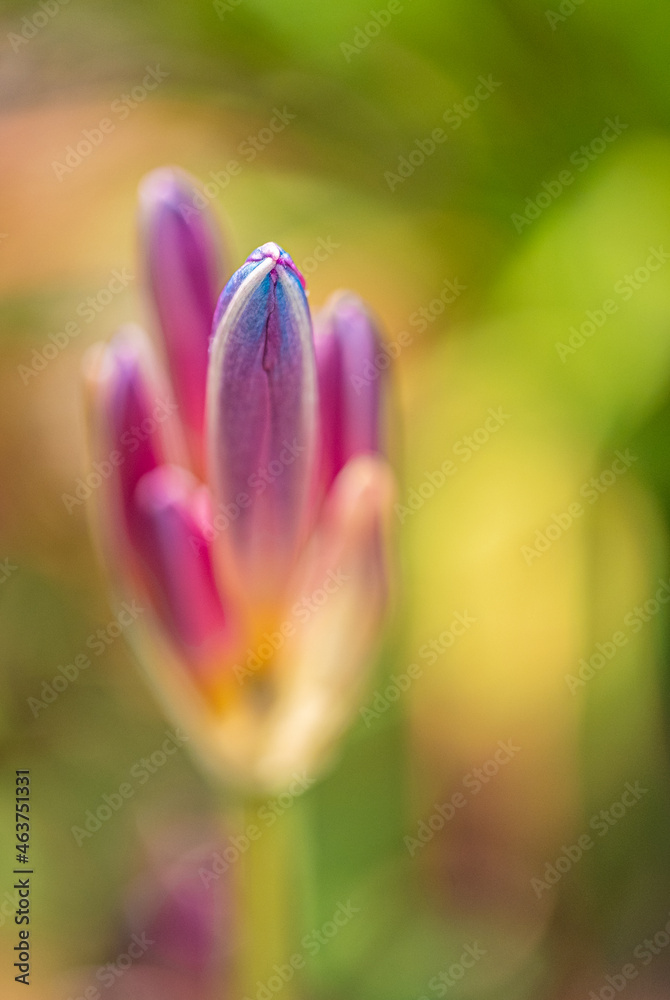 agapanthus