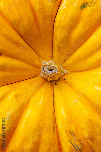 yellow pumpkin macro from above