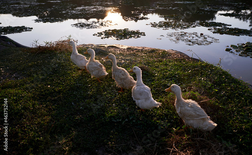 Closeup of five cute ducks photo