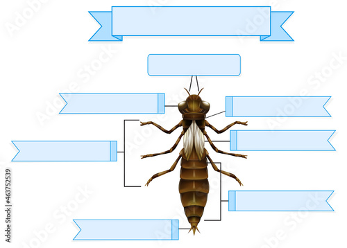 External Anatomy of  a nymph of a dragonfly worksheet