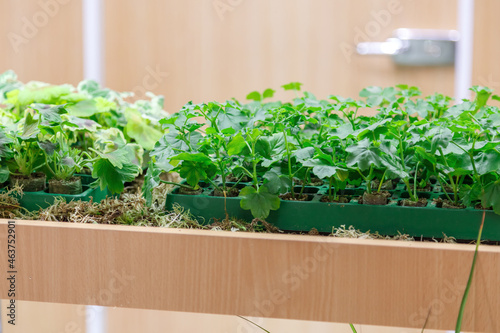 Growing greens and microgreens at home on a windowsill or in a greenhouse, plants on the balcony