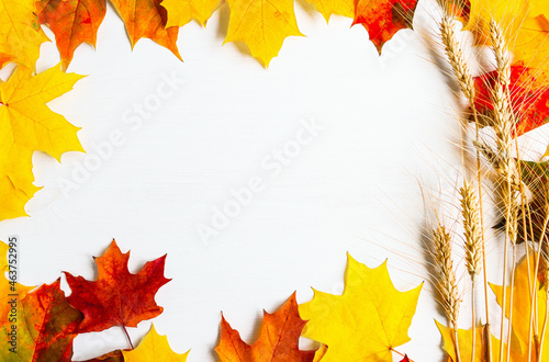 White wooden table with bright multi-colored maple leaves and spikelets of ripe organic wheat top view. Autumn background with harvest and copy space.