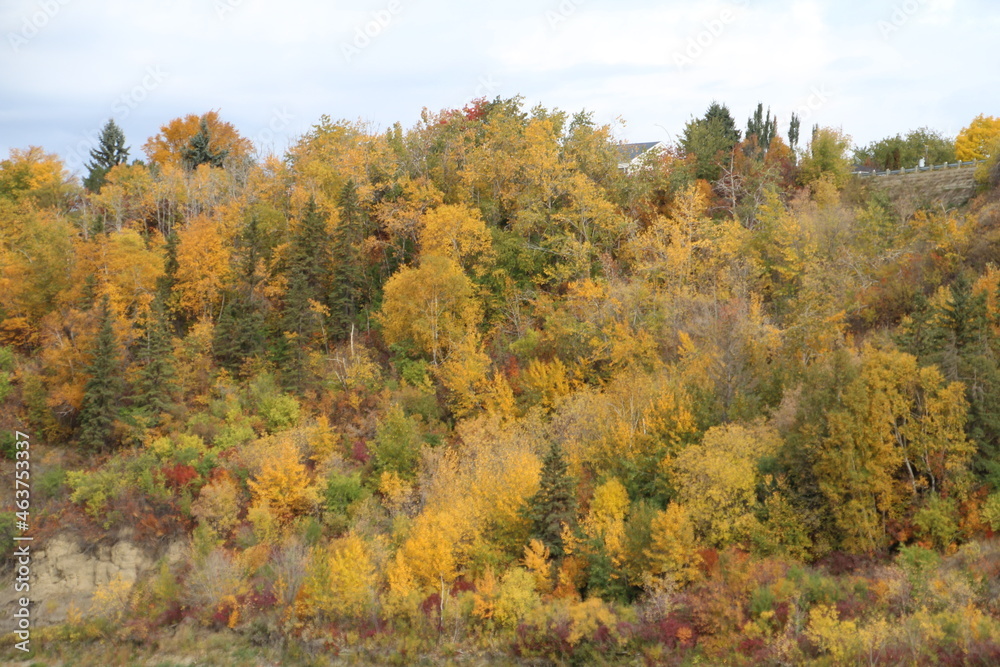 Obraz premium Riverbank Of Autumn, Gold Bar Park, Edmonton, Alberta