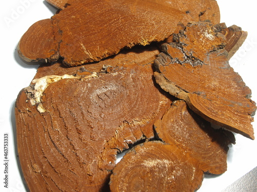 Phellinus linteus on the white background