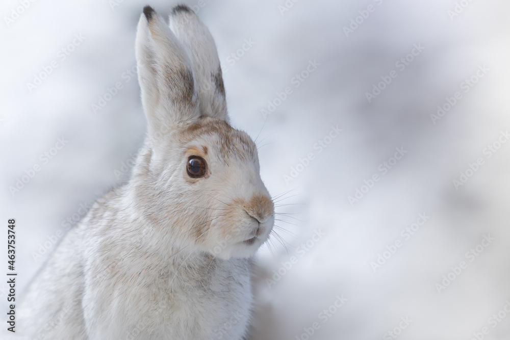 Fototapeta premium The best portrait of a hare in winter