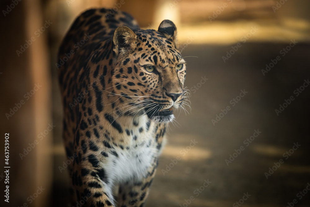 Fototapeta premium The best portrait of a leopard