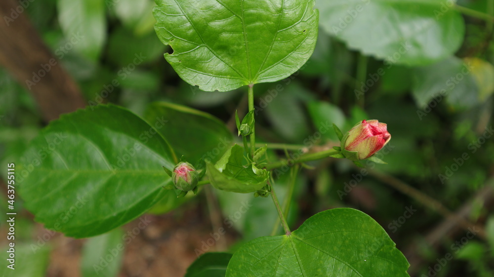 Overhead view of a China rose branch with few ready to bloom buds Overhead view of a China rose branch with few ready to bloom buds