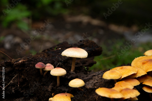 poisonous mushroom in the woods