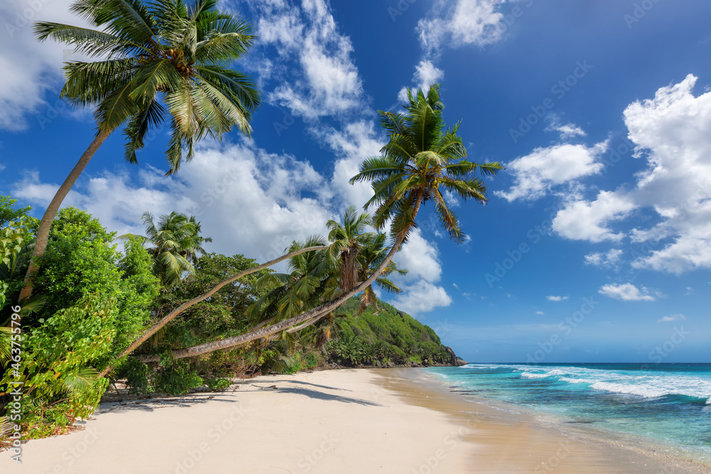 Tropical sandy beach with coconut palm trees in Caribbean island and turquoise sea. Summer vacation and tropical beach concept
