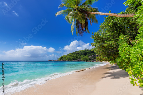 Palm trees in tropical ocean beach
