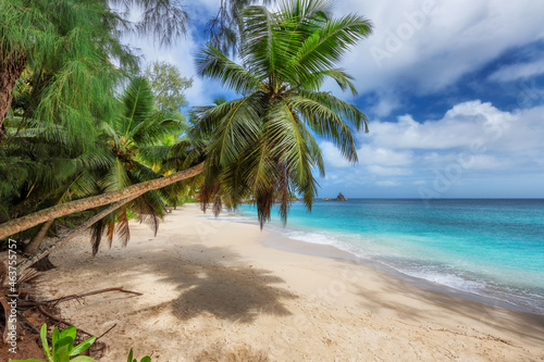 Fototapeta Naklejka Na Ścianę i Meble -  Tropical sandy beach with coco palms and the turquoise sea on Caribbean island.	