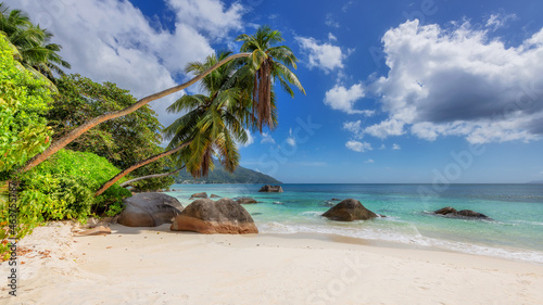 Coconut palm trees in Tropical sandy beach.