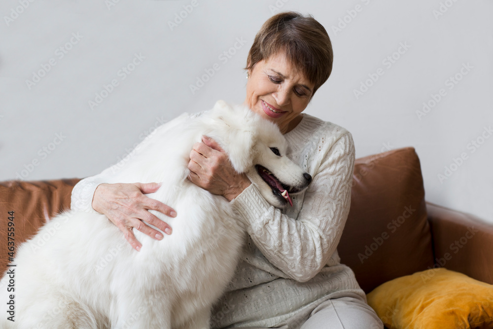 happy senior woman hugging dog  Samoyed husky sitting on sofa on Christmas holidays at home