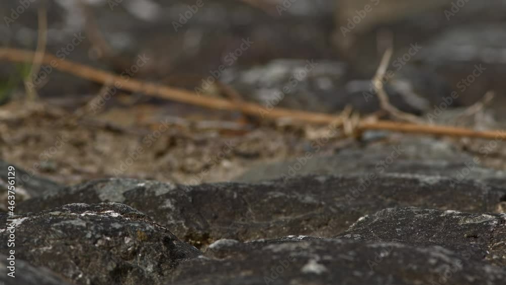 Close up of a green grasshopper jumping away. Close up of a green grasshopper jumping away.