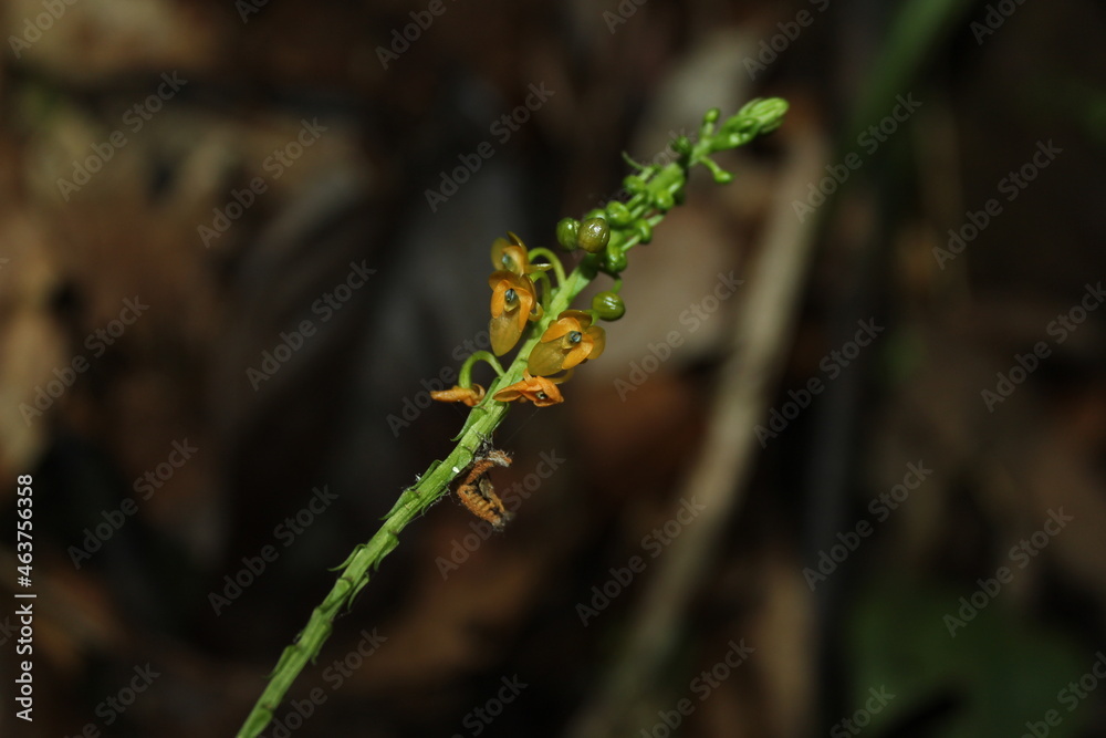 Hetaeria sp. an endemic orchid from indonesian new guinea Hetaeria sp. an endemic orchid from indonesian new guinea