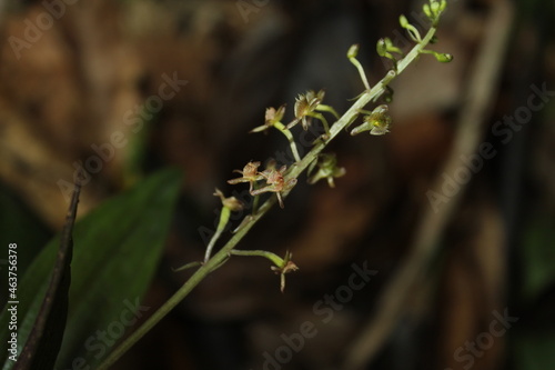 Crepidium sp, an endemic orchid from indonesian new guinea