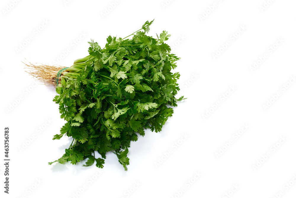 Fototapeta premium Fresh coriander leaves white background