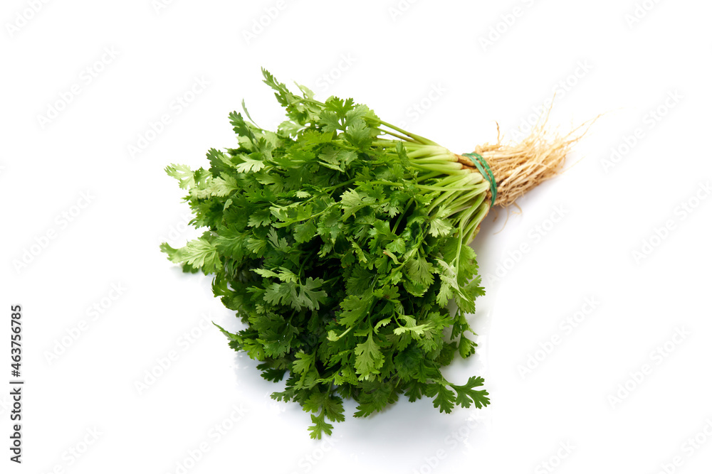 Fototapeta premium Fresh coriander leaves white background