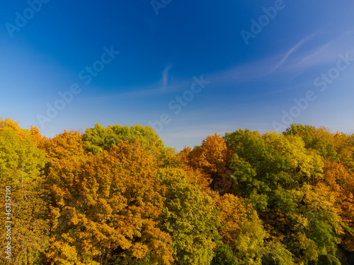 Beautiful colorful variegated autumn foliage of deciduous forest in October