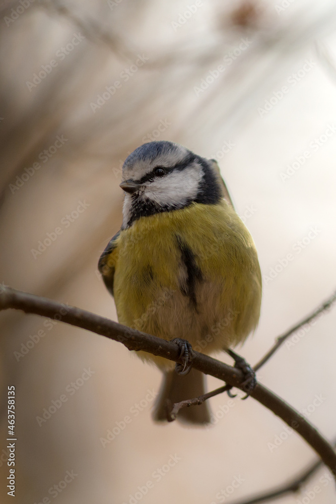Fototapeta premium portrait of blue tit
