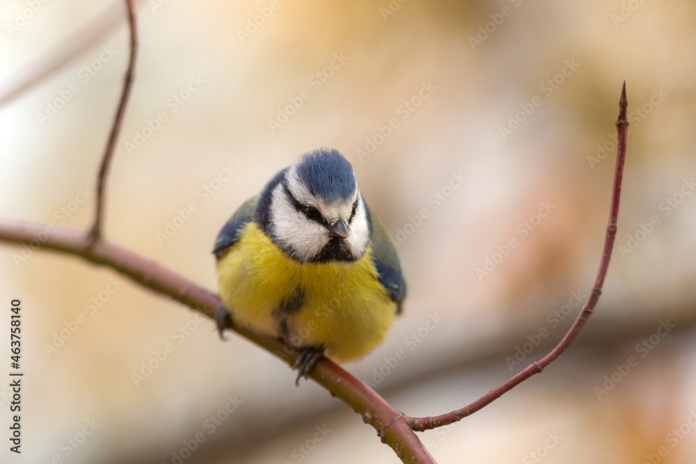 Fototapeta premium blue tit on a branch