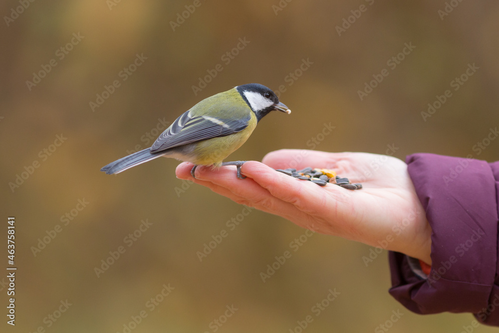 Obraz premium titmouse eats seeds