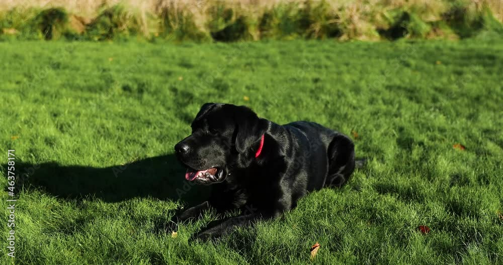 Black Male Labrador Lying in Grass Looking Away, 4K Black Male Labrador Lying in Grass Looking Away, 4K