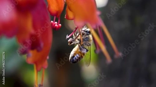 African honey bee worker collects pollen from a red hanging flower, macro