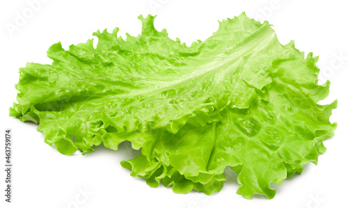 Salad leaf. One green lettuce isolated on white background. clipping path
