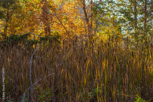 Autumn afternoon @ Anderson Cove, Holly photo