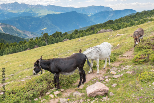 Donkeys at a hiking path in the mountains