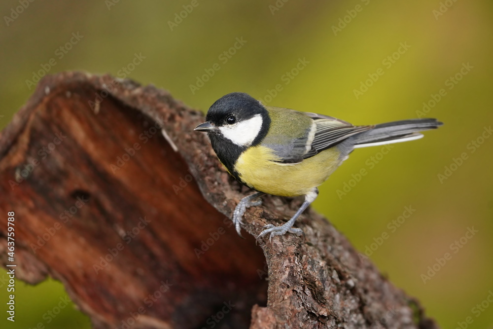 Naklejka premium Portrait of a great tit. Tit sitting on the tree bark. Parus major.