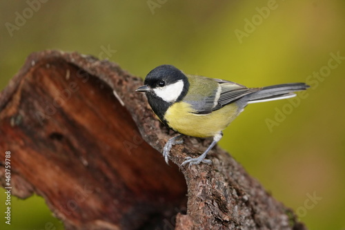 Portrait of a great tit. Tit sitting on the tree bark. Parus major.