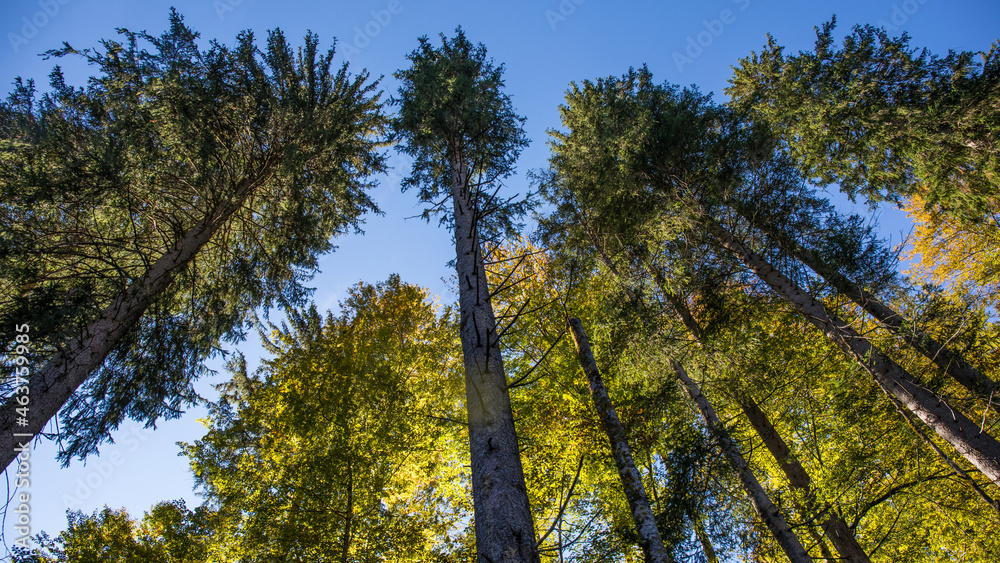 Obraz premium Bäume von unten