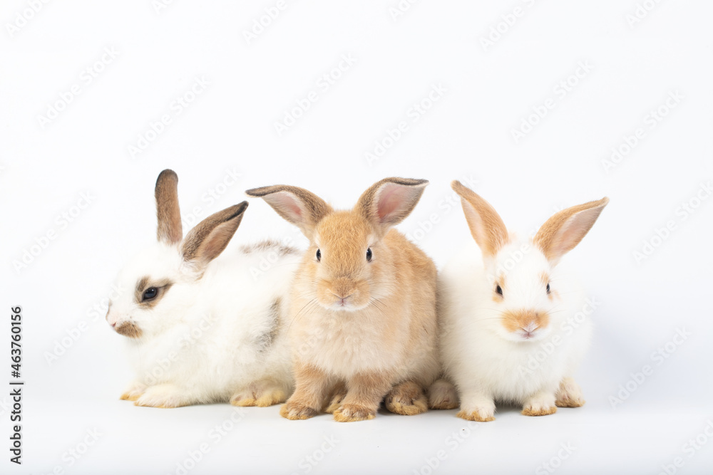 Fototapeta premium Group of brown and white rabbit on isolated white background at studio. It's small mammals in the family Leporidae of the order Lagomorpha. Animal studio portrait.