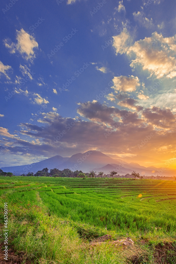 panoramic view of the morning sunrise over beautiful green rice fields with blue mountains